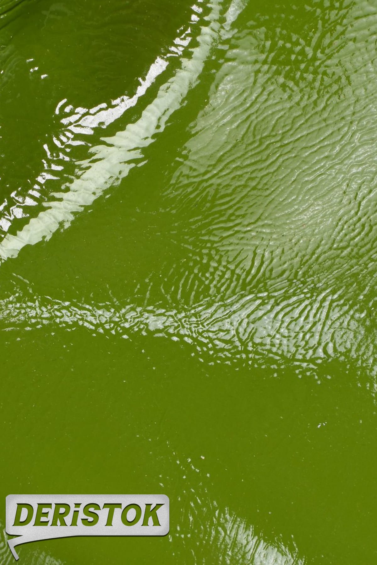 Dana Derisi Rugan Kırışık Zeytin - 1