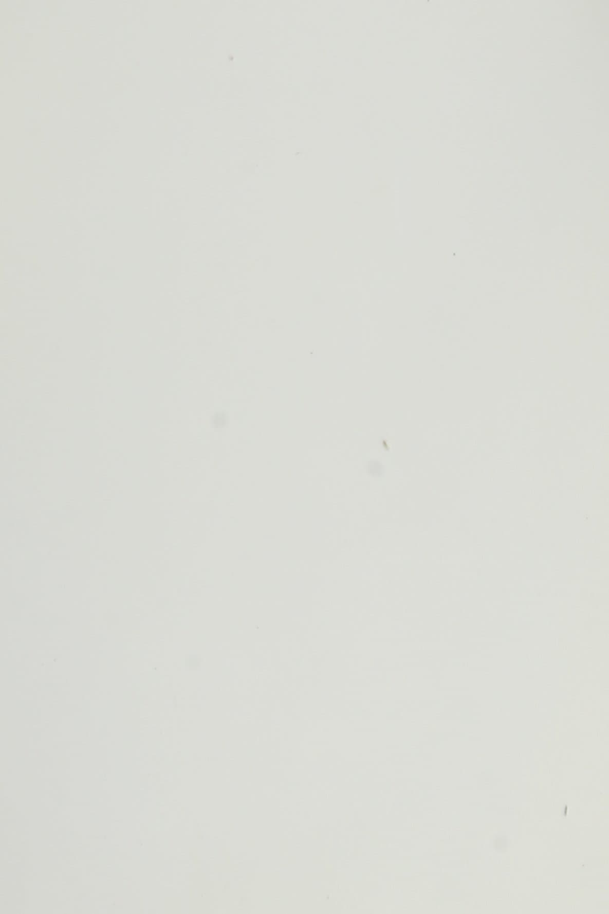 Dana Supozulato Açık Gri